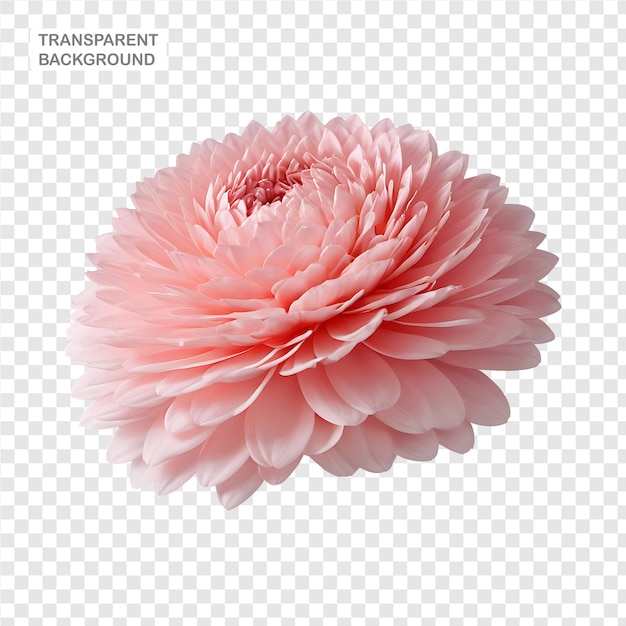 Carnation Flower in PNG format with transparent background