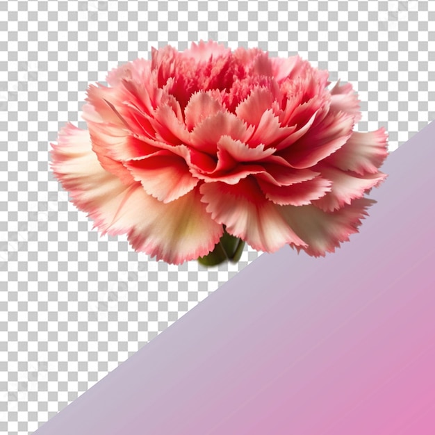 carnation flower on white background