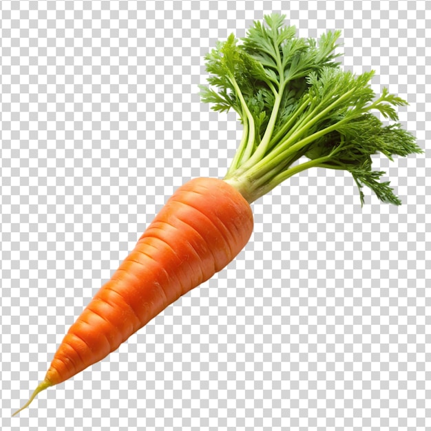 Carrot Isolated on white background