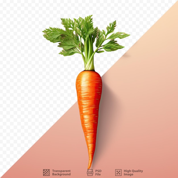 Carrot standing alone on transparent background surface