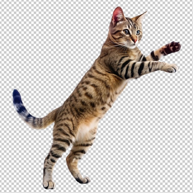 PSD cat jumping in the air on transperent background