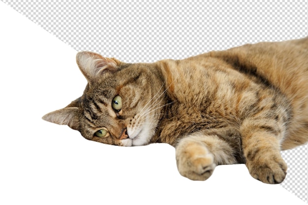 a cat laying on a white background with a white background