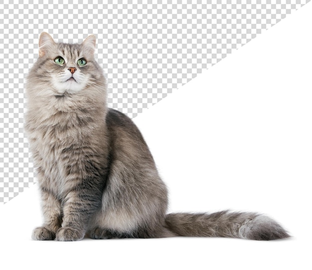 a cat with green eyes sits on a white background