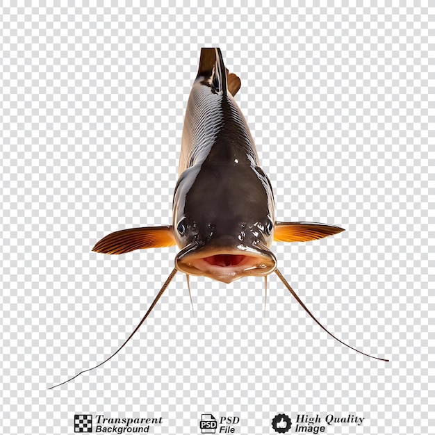 PSD catfish isolated on transparent background