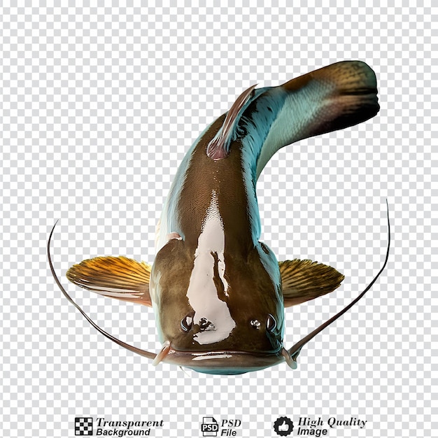 PSD catfish isolated on transparent background