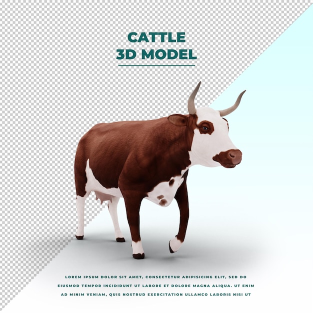 Cattle isolated