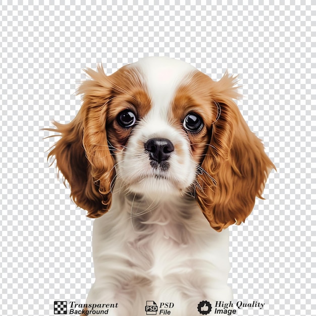 Cavalier king charles puppy mockup isolated on transparent background