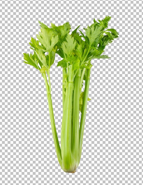 Celery isolated on alpha layer