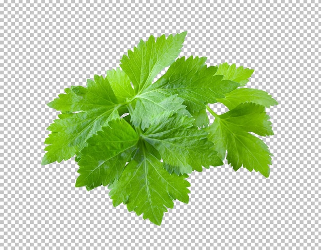 Celery leaf isolated on alpha layer