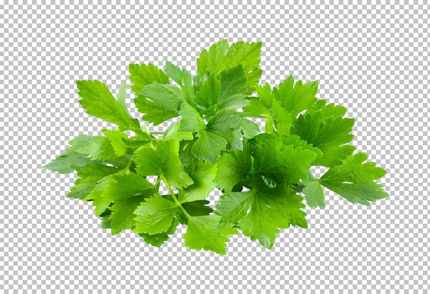 Celery leaf isolated on alpha layer