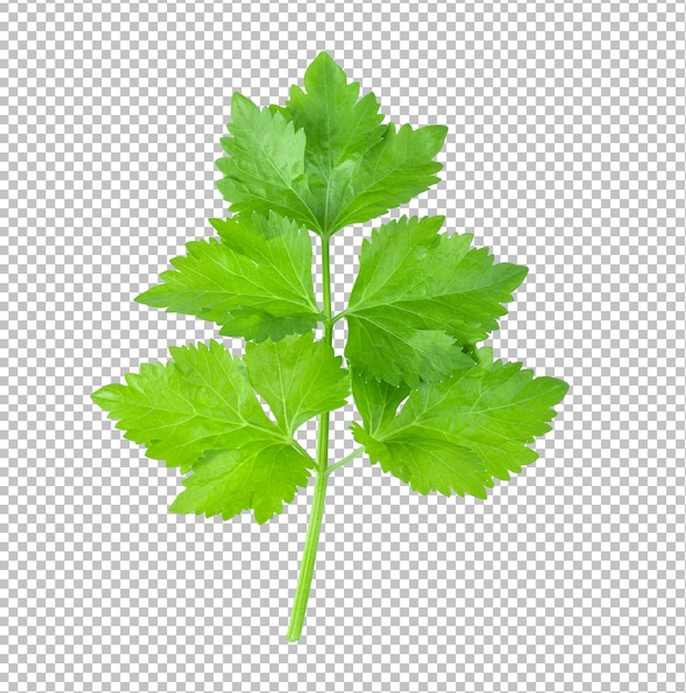 Celery leaves isolated on alpha layer