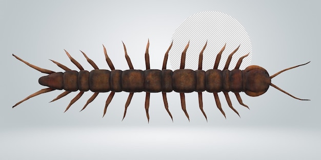 PSD centipede isolated on a transparent background