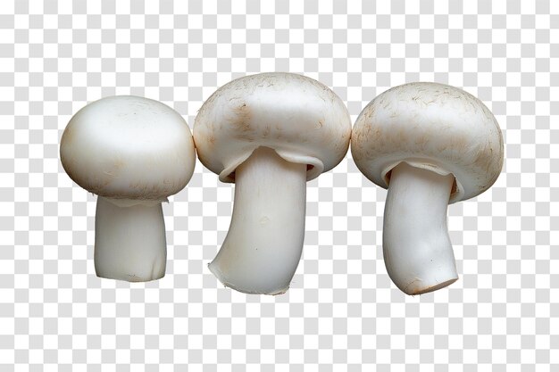 champignon mushroom on transparent background