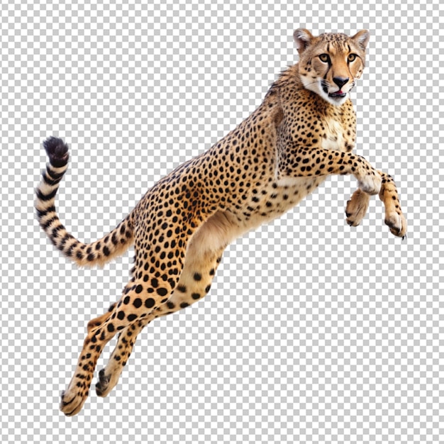 cheetah jump