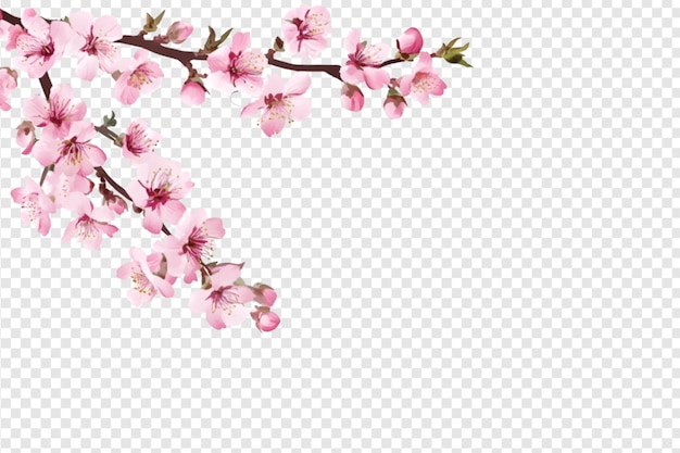 Cherry blossom branch isolated on a transparent background