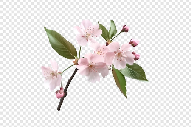 Cherry blossom branch with green leaves isolated on a transparent background