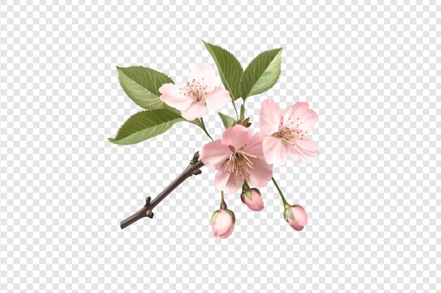 PSD cherry blossom branch with green leaves isolated on a transparent background