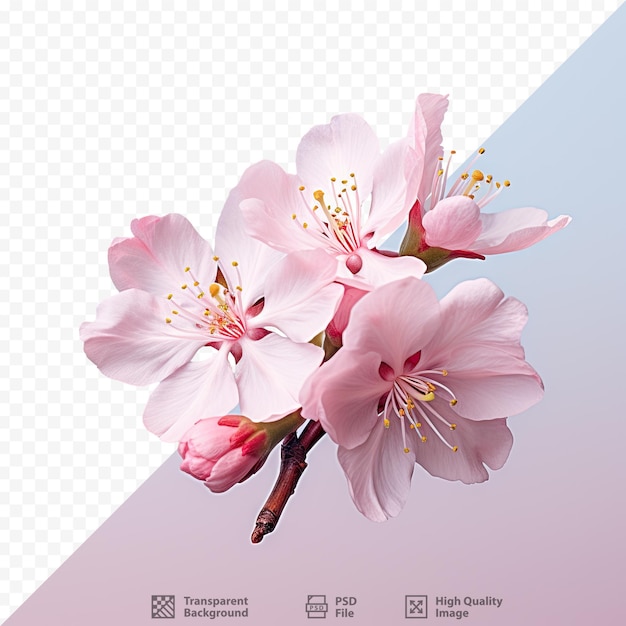 Cherry blossom flower