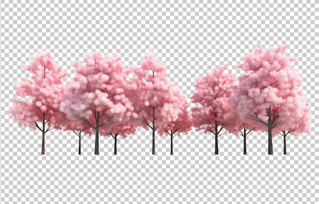 Cherry Blossom Sakura Trees Isolated on Transparent Background