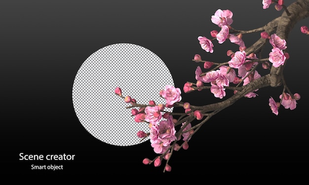 Cherry blossom trees and branches isolated sakura clipping path