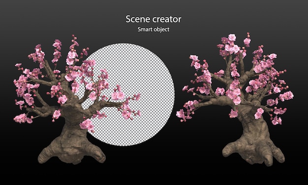 Cherry blossom trees and branches isolated sakura clipping path