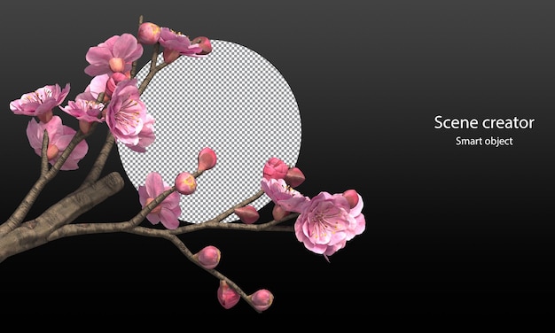 Cherry blossom trees isolated Sakura trees and branches clipping path