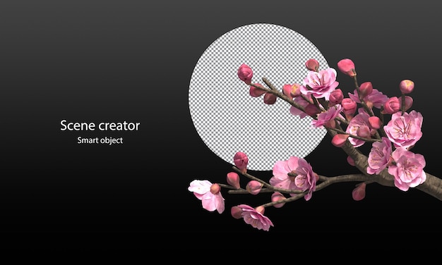 Cherry blossom trees isolated Sakura trees and branches clipping path