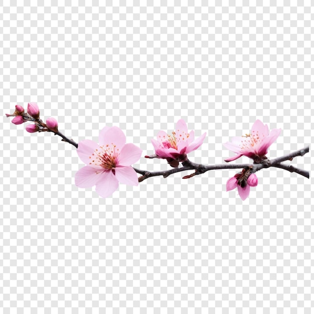 Cherry blossoms isolated on transparent background png