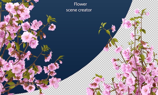 cherry flower clipping path isolated cherry flower