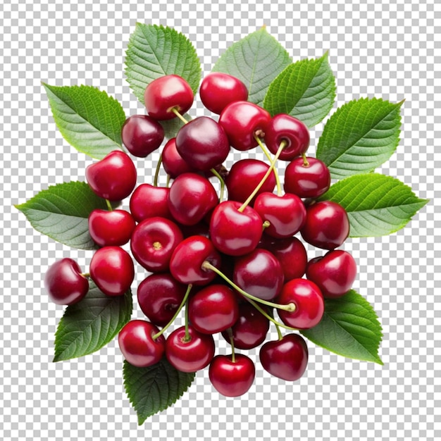 cherry sour cherry cherries transparent background