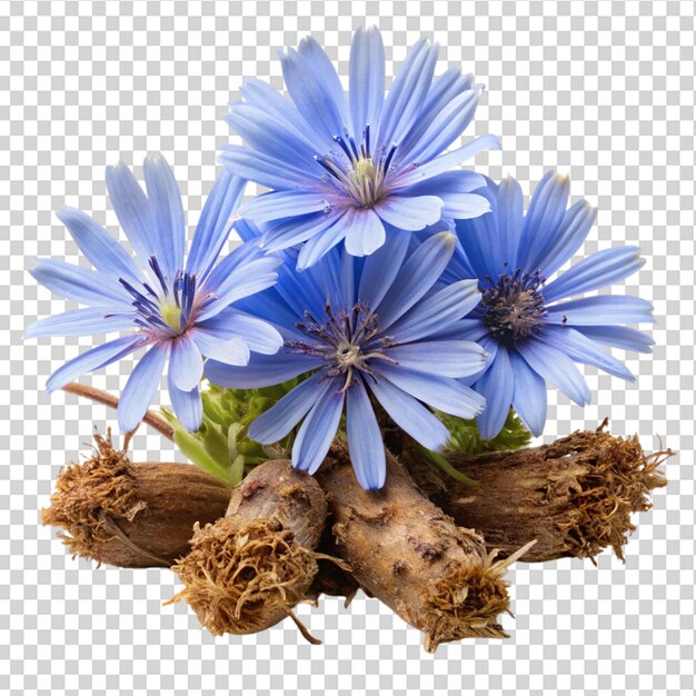 PSD chicory flowers with crushed root isolated on transparent background