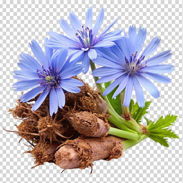 PSD chicory flowers with crushed root isolated on transparent background