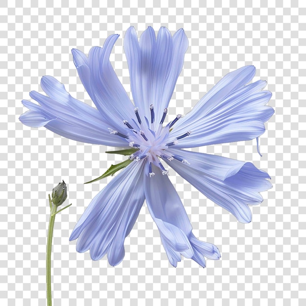 PSD chicory holy crosson transparent background