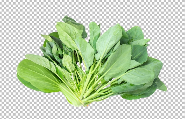 Chinese kale spinach Bok choy on alpha layer