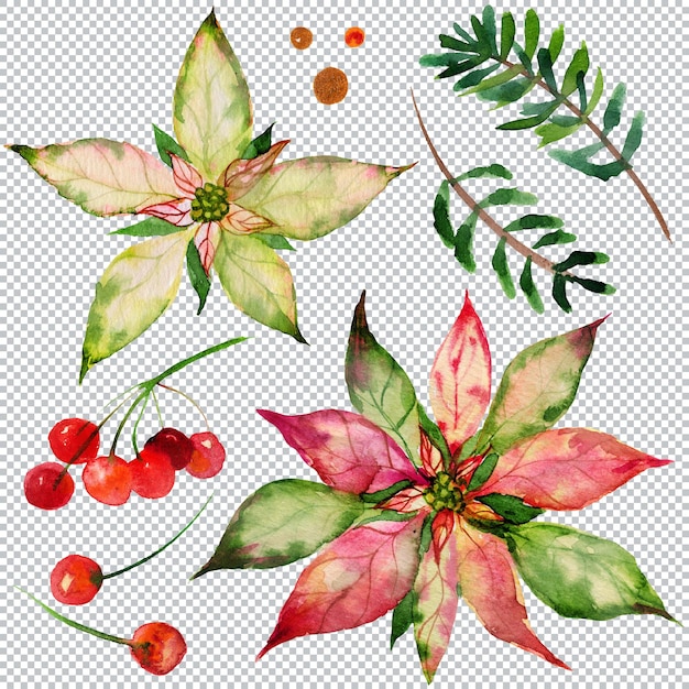 Christmas floral bundle with poinsettia and ale and red berry Watercolor graphic elements