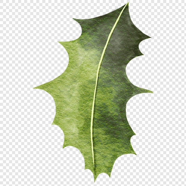 Christmas Holly Leaf Clipart Illustrations Evergreen Green Leaves