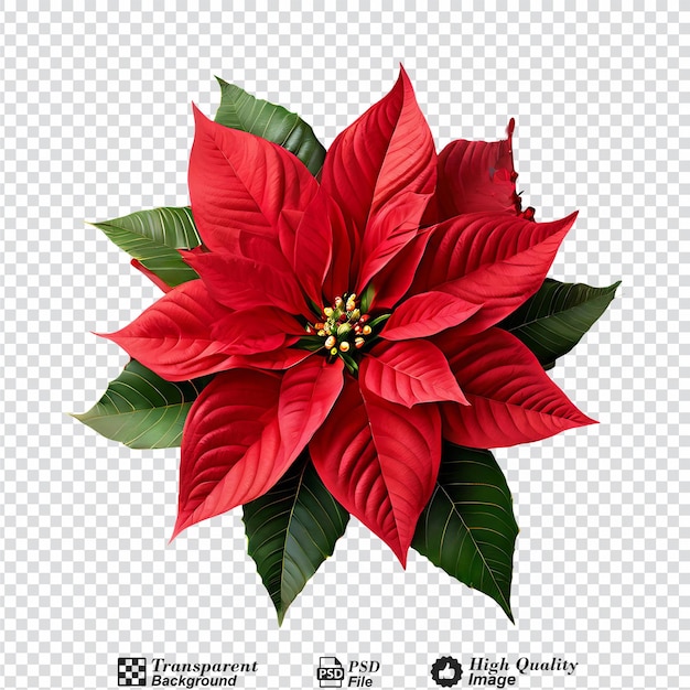 christmas poinsettia flower isolated on transparent background