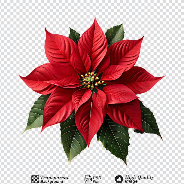 christmas poinsettia flower isolated on transparent background