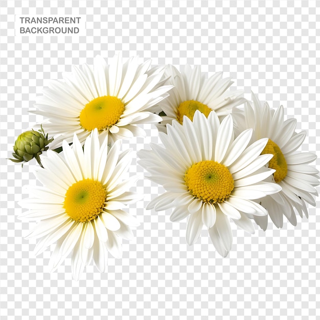 Chrysanthemum Flower in PNG format with transparent background