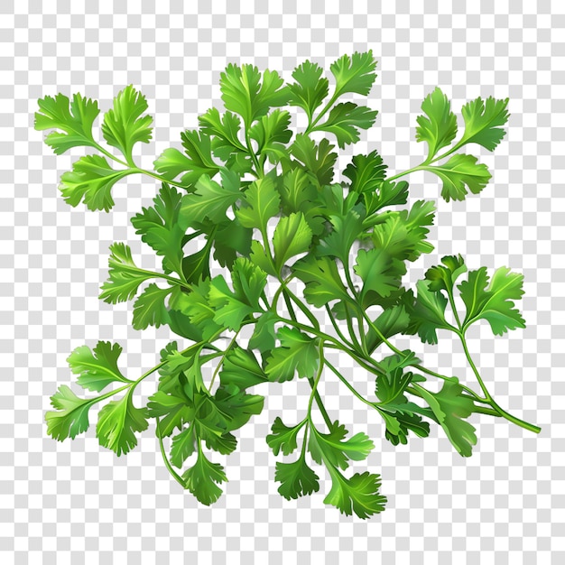 Cilantro spices realistic isolated on transparent background