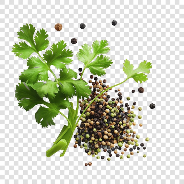 Cilantro spices realistic isolated on transparent background