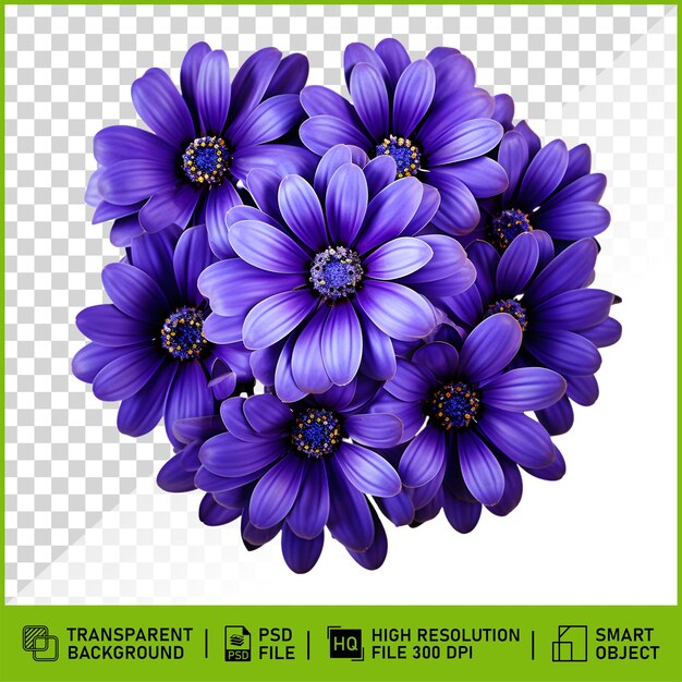 PSD cineraria flower isolated on transparent background