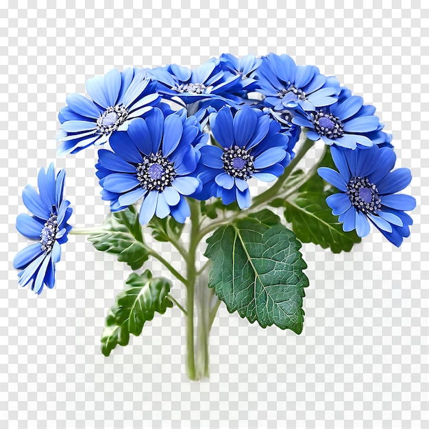 Cineraria flower isolated on a transparent background