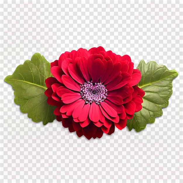 Cineraria flower isolated on a transparent background