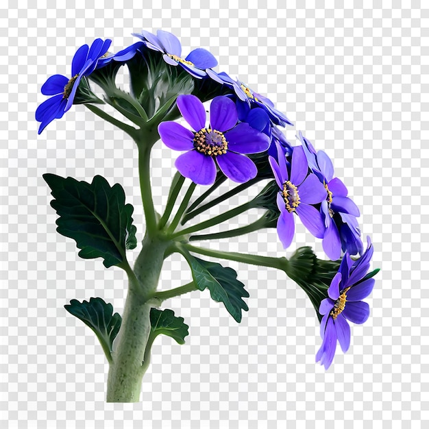 PSD cineraria flower isolated on a transparent background