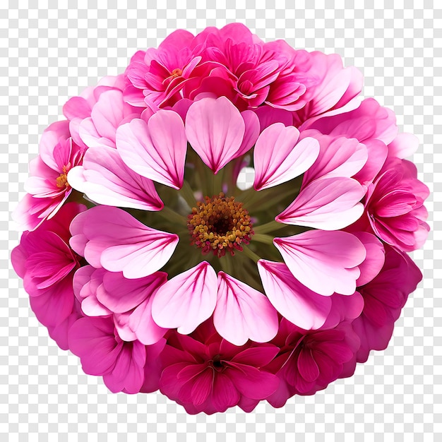 Cineraria flower isolated on a transparent background