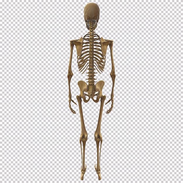 Clean and realistic back view for 3d human body skeleton