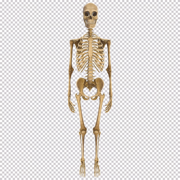 Clean and realistic front view for 3d human body skeleton