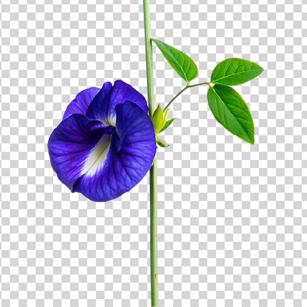 PSD clitoria ternatea flower isolated on transparent background