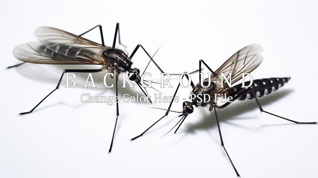 PSD close up gray or black a aedes mosquitoes white background